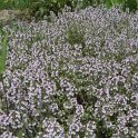 Thymus x citriodorus fleur